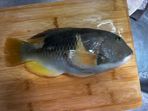マクブの釣果