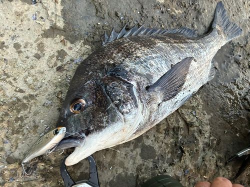 チヌの釣果