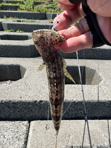 エソの釣果
