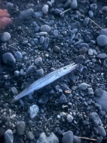 カマスの釣果