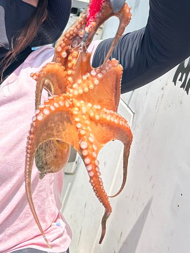 タコの釣果