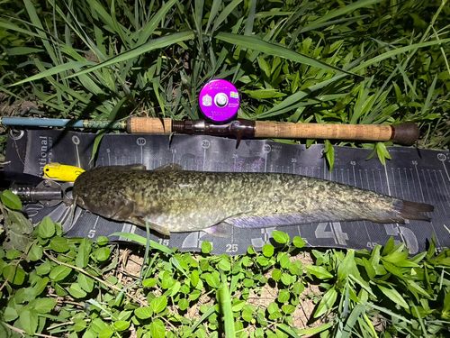 ナマズの釣果