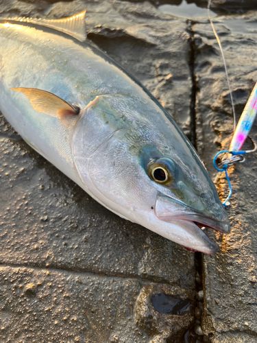 ハマチの釣果