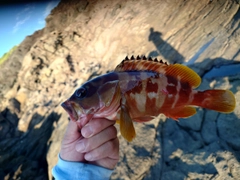 アカハタの釣果