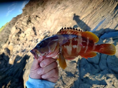 アカハタの釣果