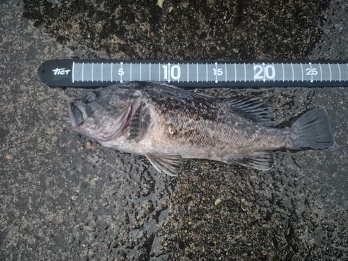 クロソイの釣果