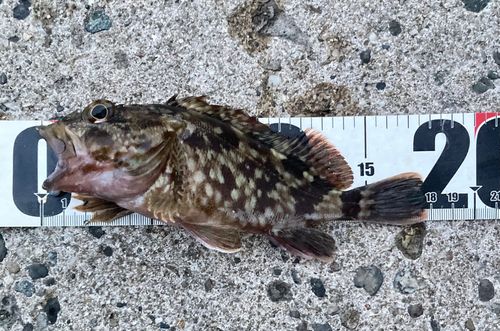 カサゴの釣果