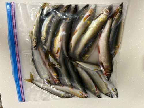 アユの釣果