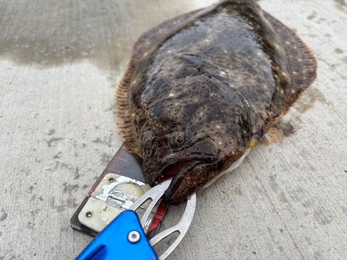 ヒラメの釣果