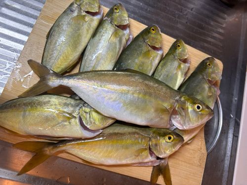 ショゴの釣果