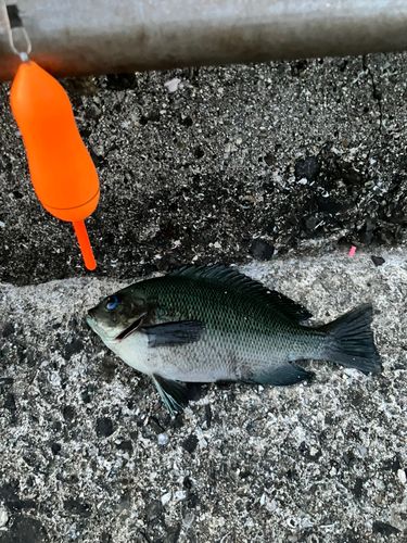 グレの釣果