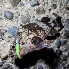 ムラソイの釣果