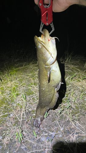 ナマズの釣果