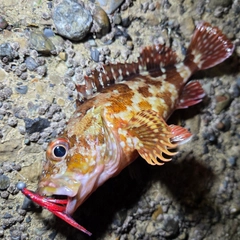 カサゴの釣果