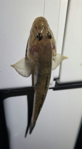 マハゼの釣果