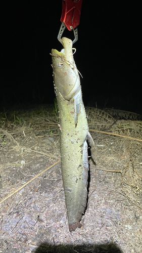 ナマズの釣果