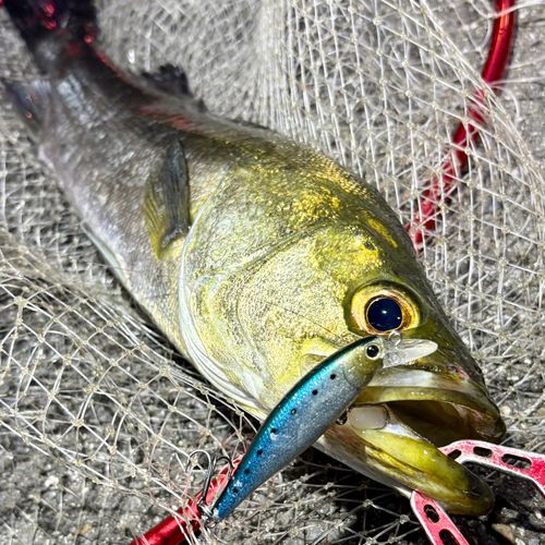 フッコ（マルスズキ）の釣果
