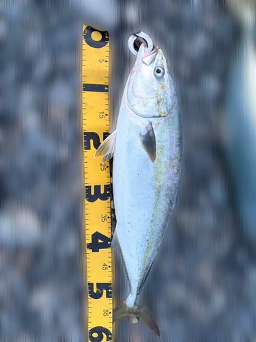 ワラサの釣果