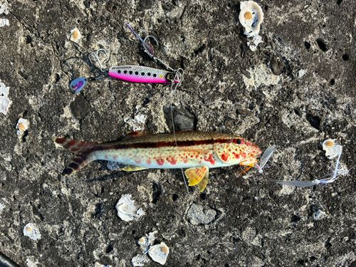 オジサンの釣果