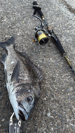 チヌの釣果