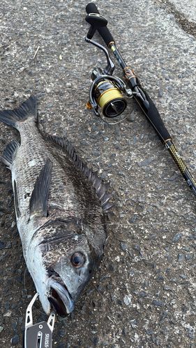 チヌの釣果