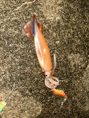 スルメイカの釣果