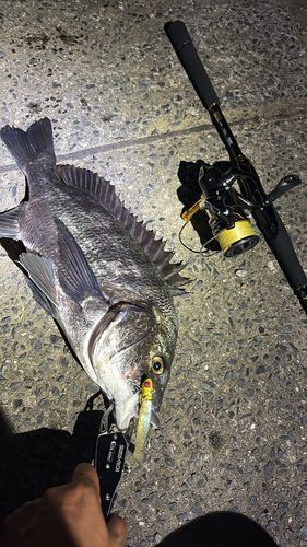 チヌの釣果