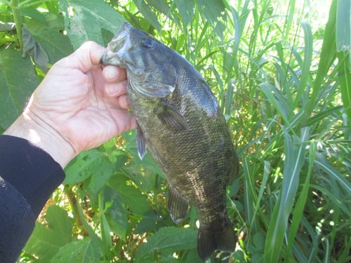 スモールマウスバスの釣果