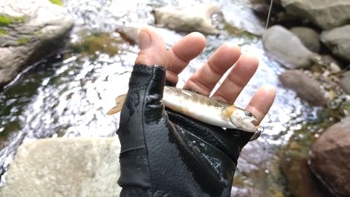 イワナの釣果
