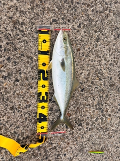 イナダの釣果