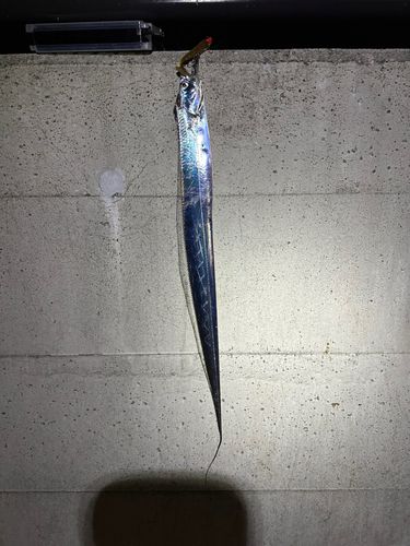タチウオの釣果