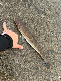 ワニエソの釣果