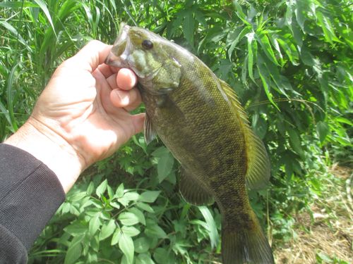 スモールマウスバスの釣果
