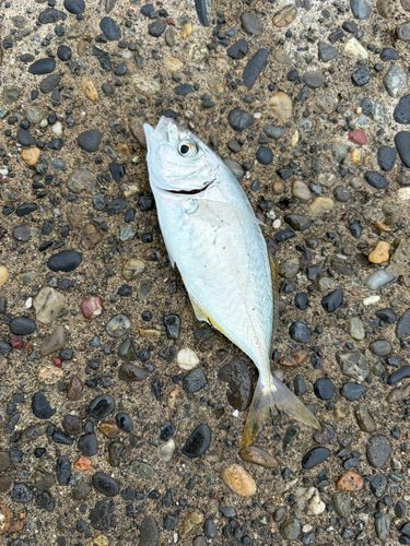 シマアジの釣果