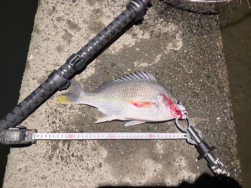 キビレの釣果