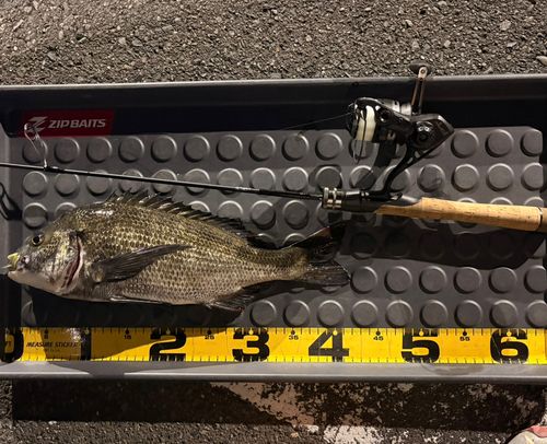 クロダイの釣果