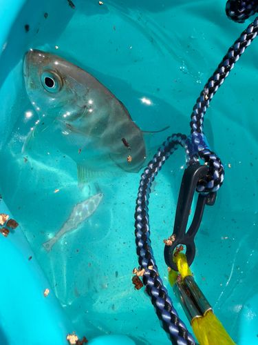 メッキの釣果