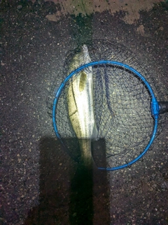 セイゴ（マルスズキ）の釣果