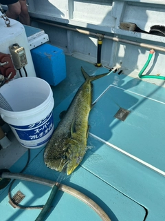 シイラの釣果