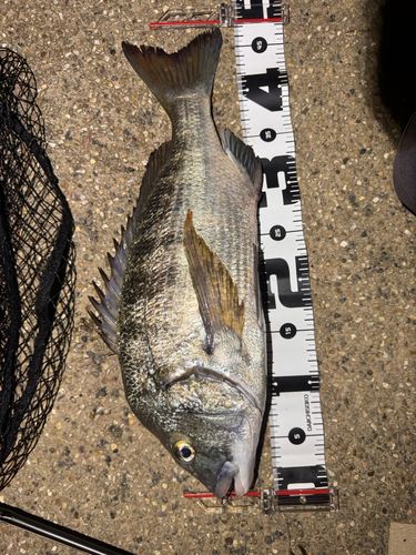 クロダイの釣果