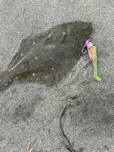 ヒラメの釣果