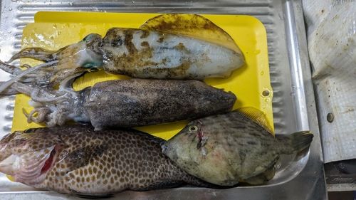 アオリイカの釣果