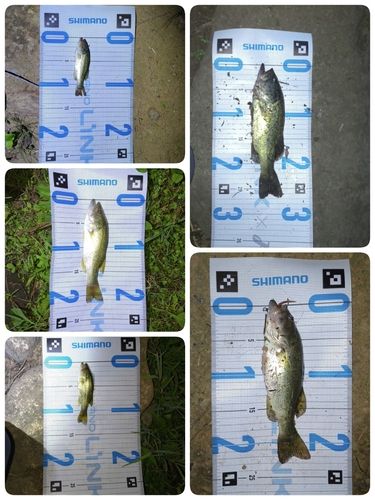 ラージマウスバスの釣果