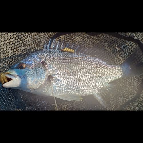 キビレの釣果