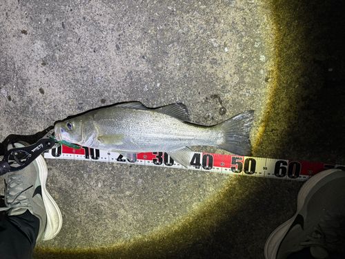 セイゴ（ヒラスズキ）の釣果