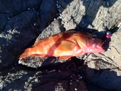 アカハタの釣果