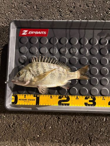 キビレの釣果