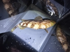 キジハタの釣果
