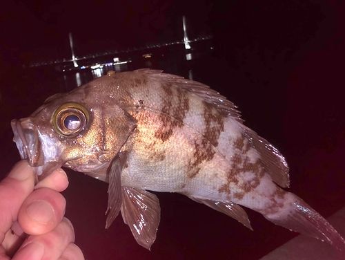 メバルの釣果