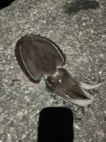 コウイカの釣果